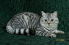British Shorthair Cat reference at Celtic Folds Cattey