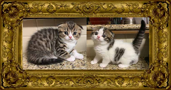 http://celticfoldscattery.com/Sold_Kittens_files/2019/Sable-Oscar-litter-born-7-4-19/SOLD-SableOscar-7-4-19.jpg