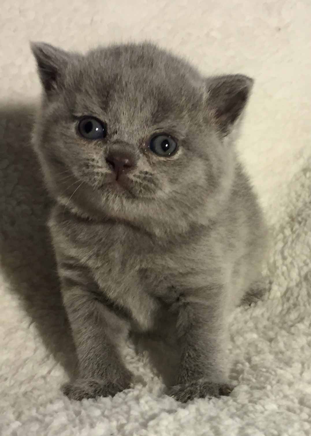 British Shorthair Scottish Fold Kittens For Sale - British Shorthair