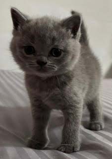 Beautiful Blue British Shorthair Kitten For Sale, born 10.14.24. Ready to go to new home at Christmas time!