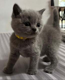 British Shorthair Kitten for sale - Will be ready at Christmas time!