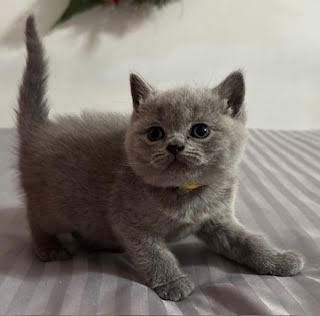 Beautiful Blue British Shorthair Kitten For Sale, born 10.14.24. Ready to go to new home at Christmas time!