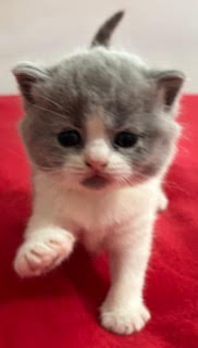 BSH Kittens for sale