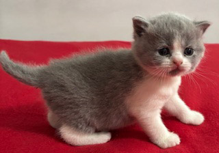 BSH Kittens for sale