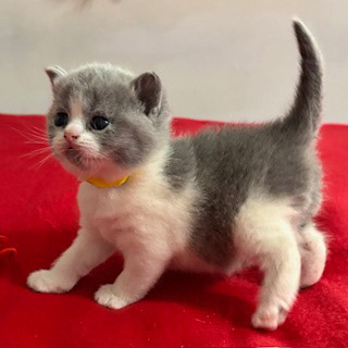 BSH Kittens for sale