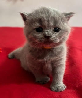 BSH Kittens for sale