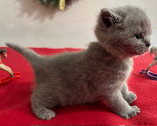 BSH Kittens for sale