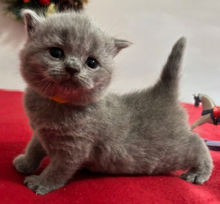 BSH Kittens for sale