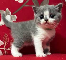 Beautiful British Shorthair Kittens Available for Sale
