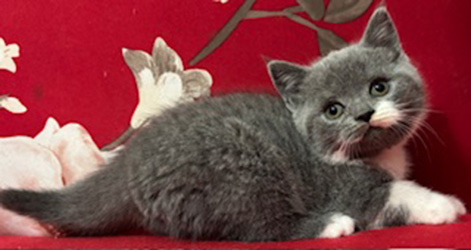  British Shorthair Kitten born 8-8-25
