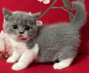  British Shorthair Kitten born 8-8-25