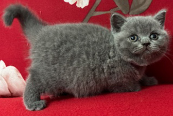 https://celticfoldscattery.com/Kittens_for_Sale_files/2025/Gemma/K1Blue.jpg