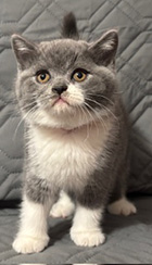 British Shorthair Kitten For Sale in North Carolina